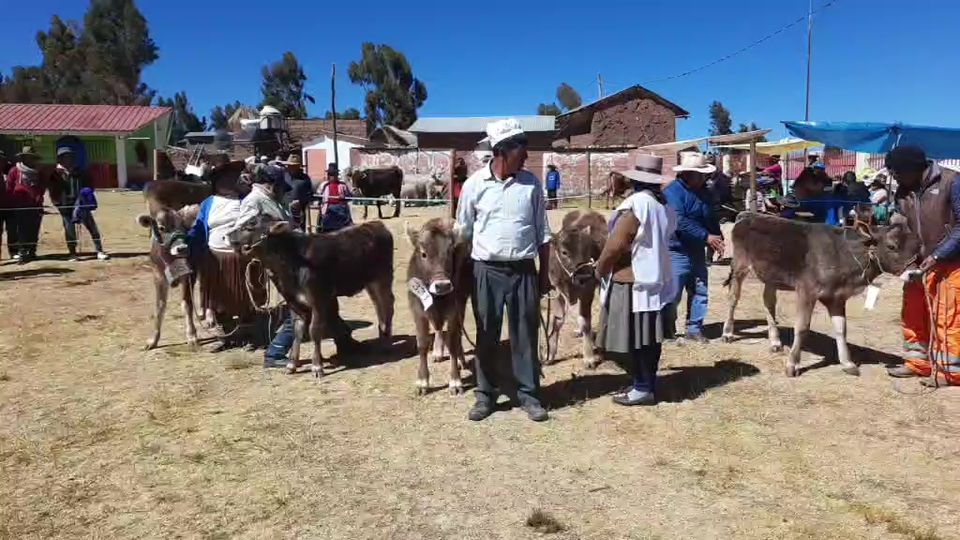 Feria Ganadera en la Comunidad Campesina de Ccollachapi